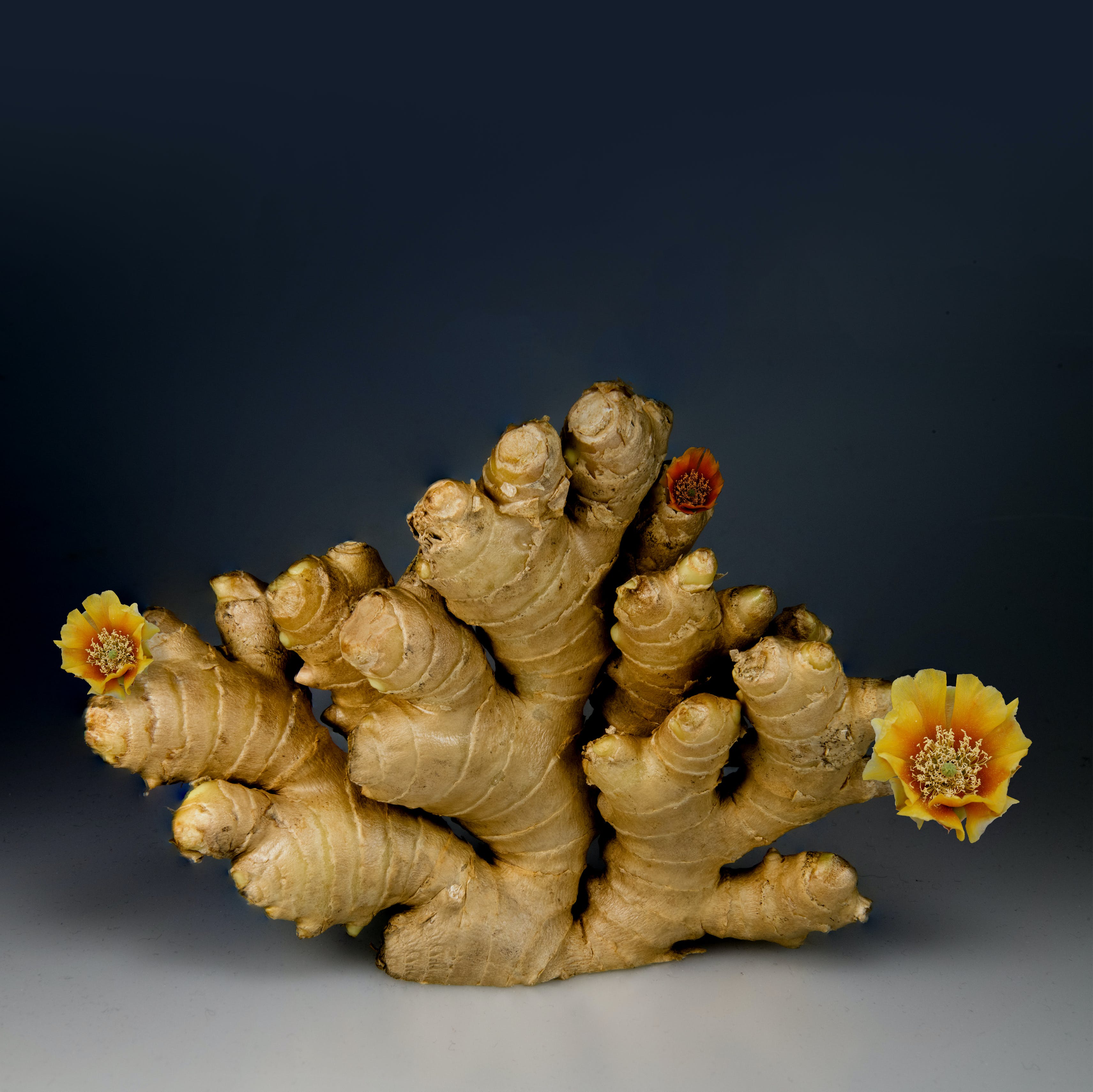 Ginger Plant